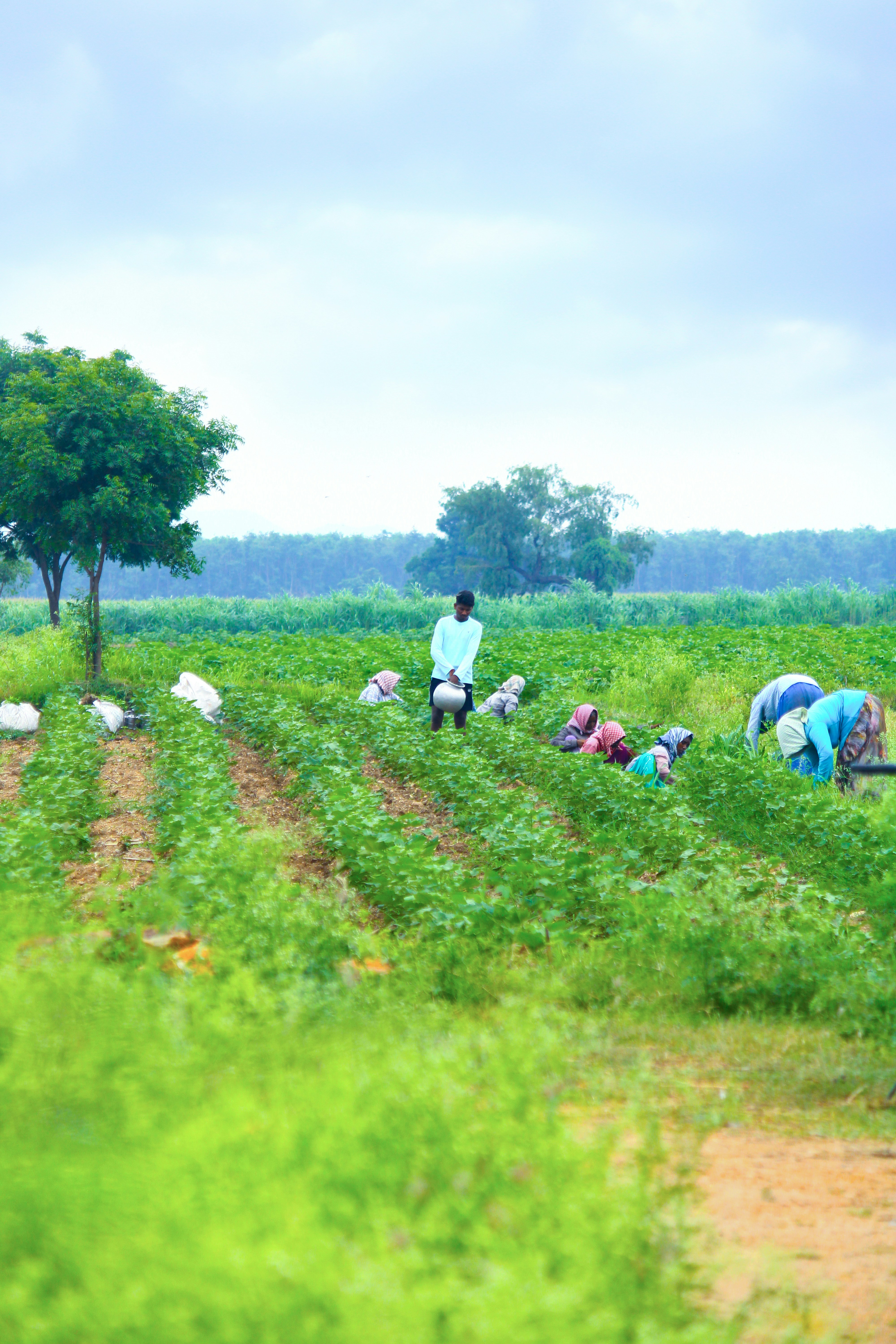 Agricultural workers in field