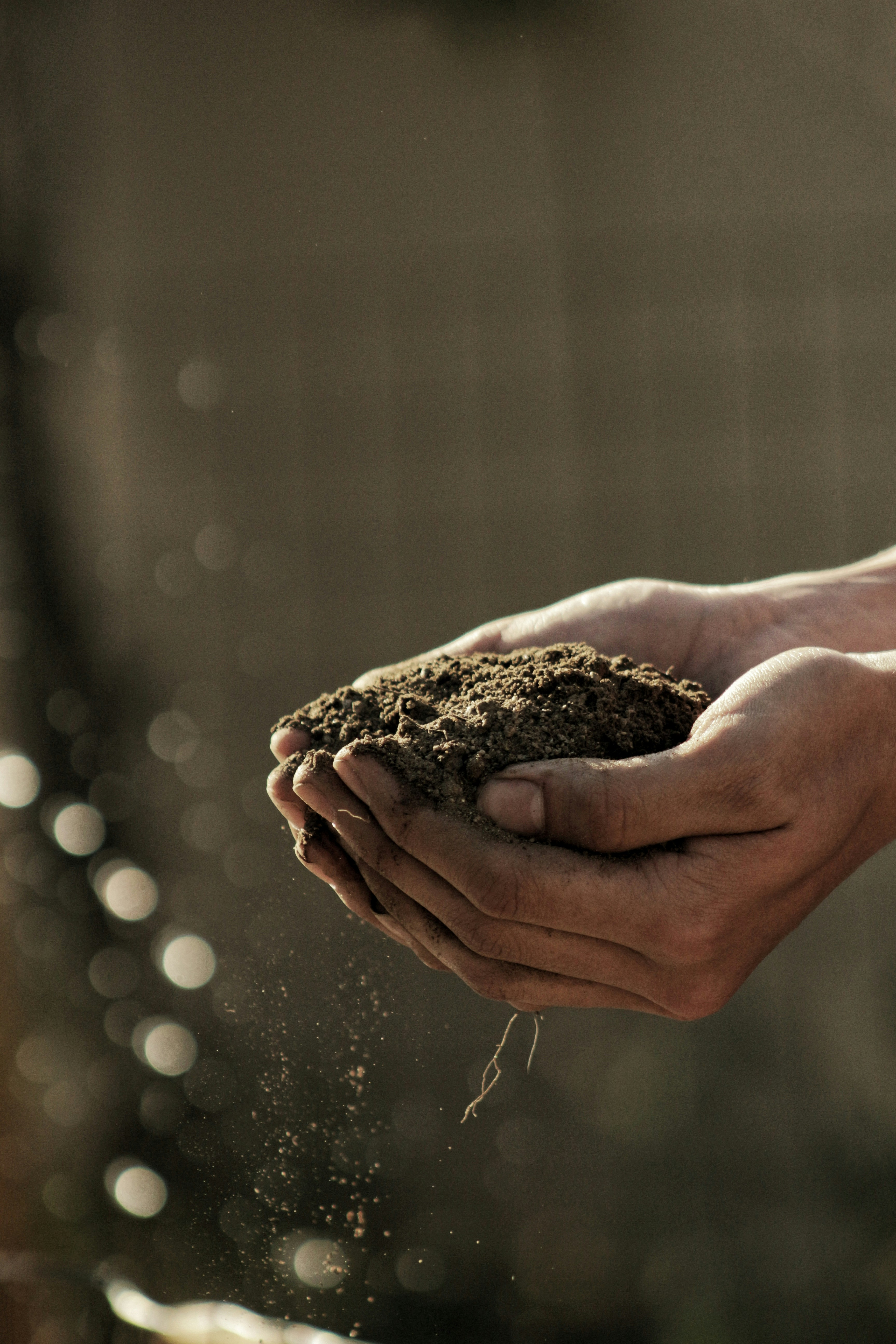 Planting green seedlings