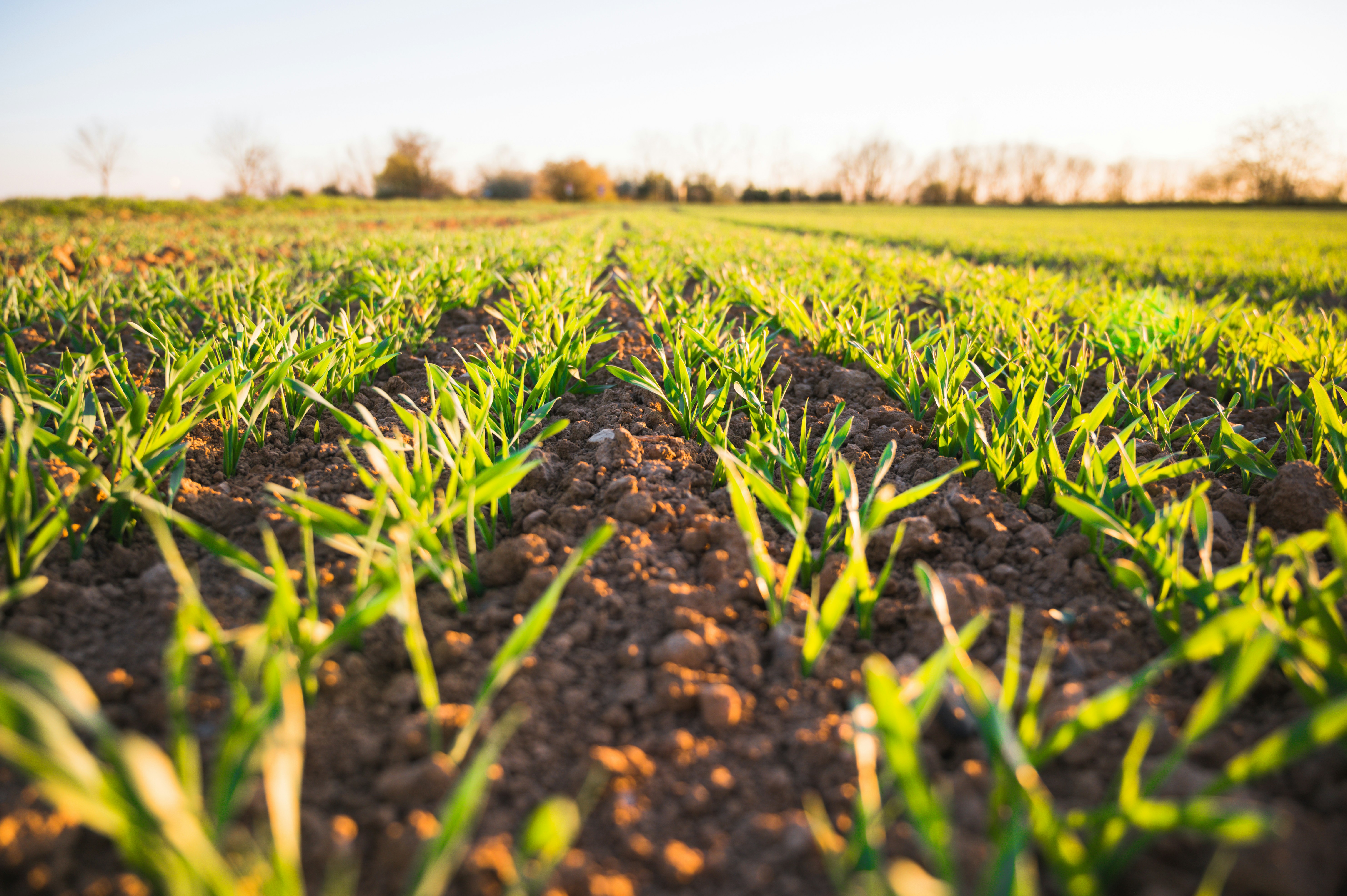 Farm field