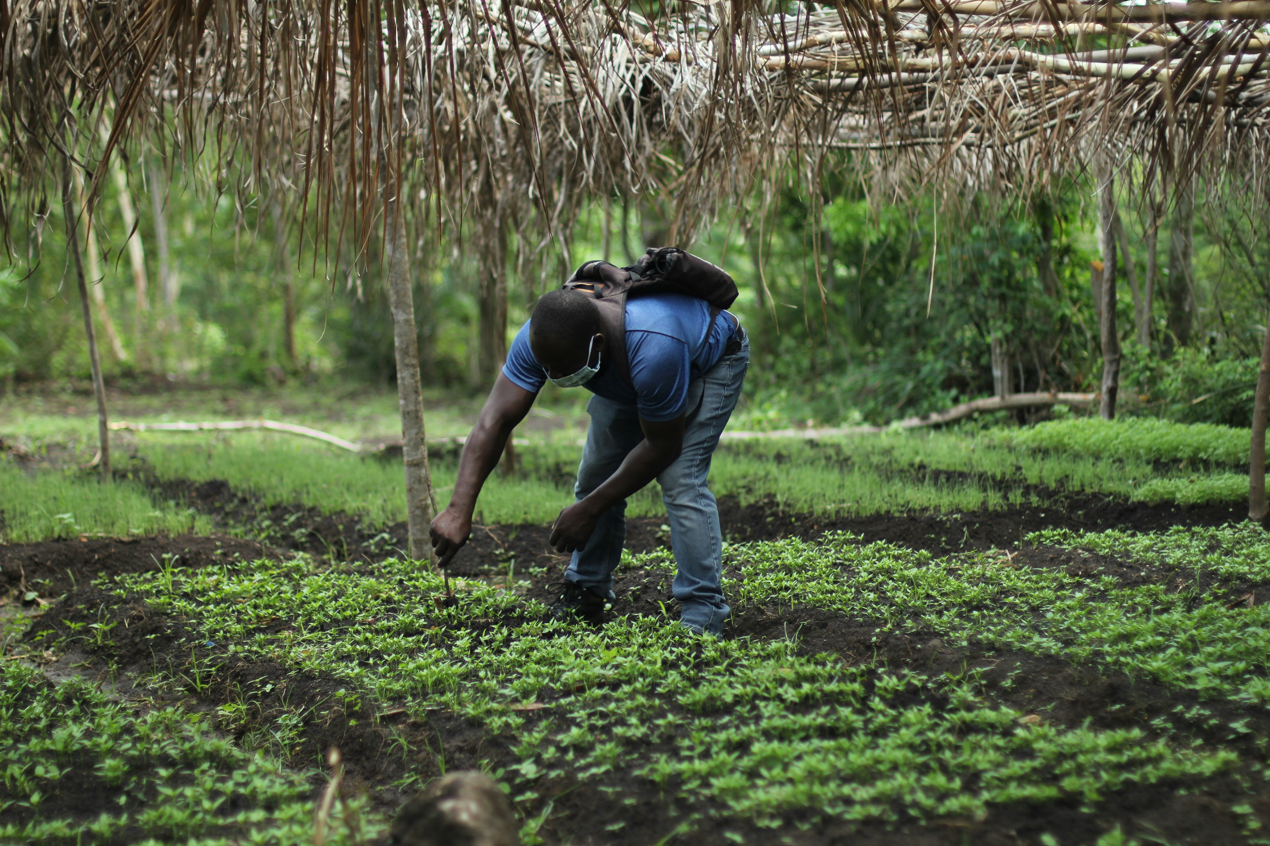 Farmer working in field